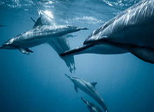 leyu入口-记者手记：鲜衣怒马赴韶华——记U23男足晋级亚洲杯决赛